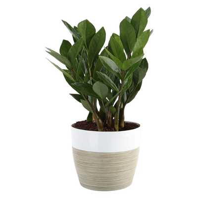 Great Room Decor 12-inches Tall, White Décor Planter