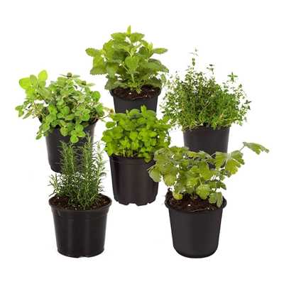 Live Aromatic And Edible Herb Assortment