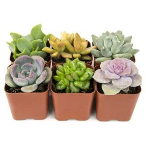 10 Best Plants For Pebble Gardens Review