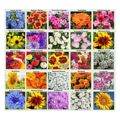 25 Heirloom Flower Seed Packets Including