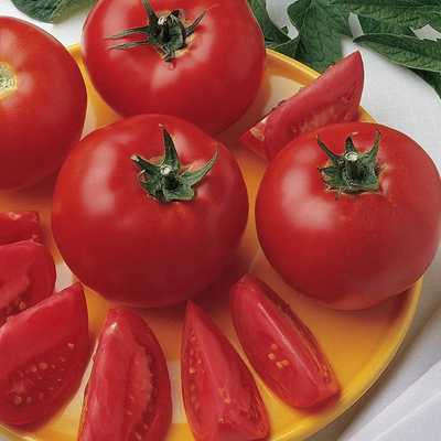 Burpee Bush Early Girl' Hybrid Slicer Tomato