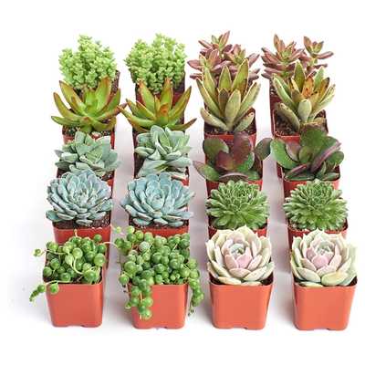 Shop Succulents 20 Pack Live Succulents Fully Rooted