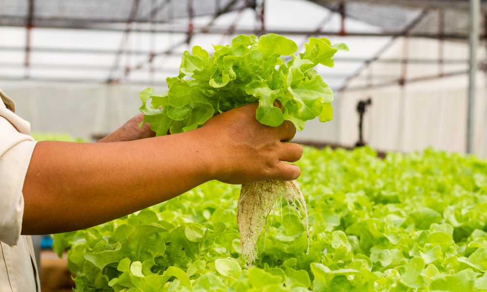 Are Greenhouse Grown Vegetables Healthy?