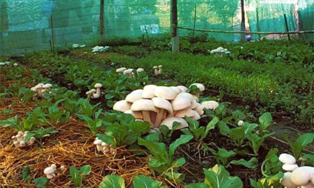 How To Grow Mushrooms In Greenhouse