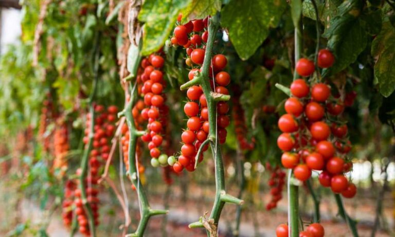 How To String Tomatoes In Greenhouse?