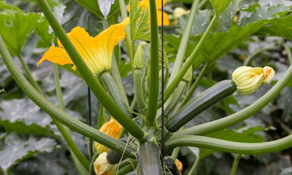 can you grow squash in a greenhouse
