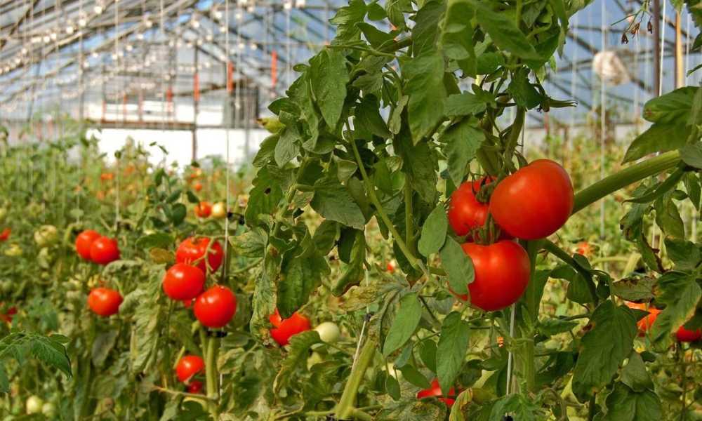 How Do Tomato Plants Pollinate In A Greenhouse