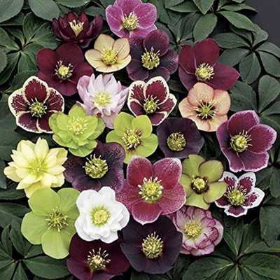 3 Containers Of Mixed Lenten Rose