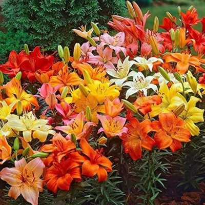 Asiatic Lilies Wildflower Seed Mix