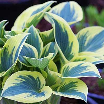 Frost Hosta Perennial Shade Garden Flower