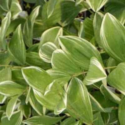 Greenwood Nurserylive Perennial Plants