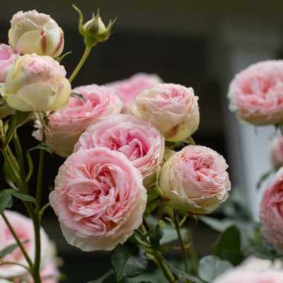 Heirloom Roses Rose Bush Live Plants