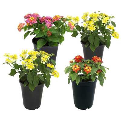 Lantana Plants Fresh Flowers