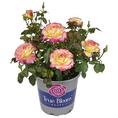 Live Rose Bush Plants for Delivery Prime