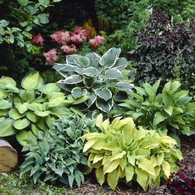 Mixed Hosta Perennials Great Hardy Shade