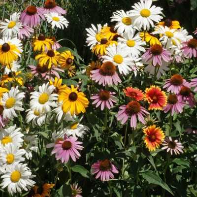 Outsidepride Perennial Wild Flower Seed Mix