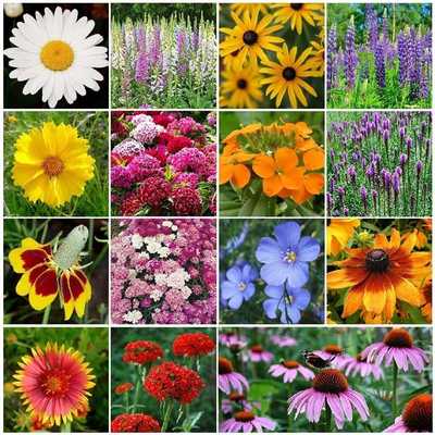 All Perennial Wildflower Seed Mix - 1 Pound