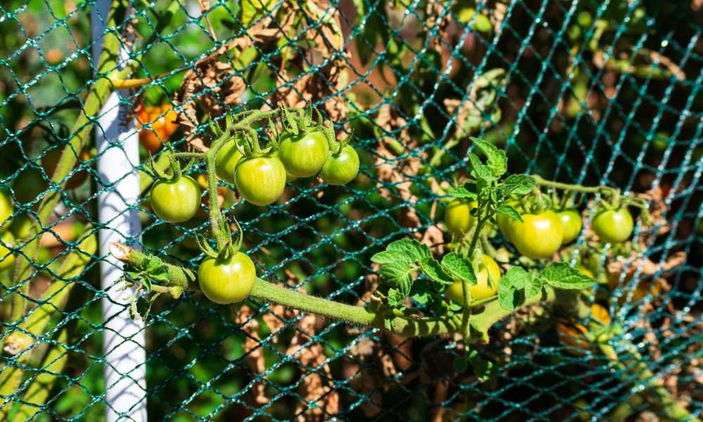 Best Garden Netting