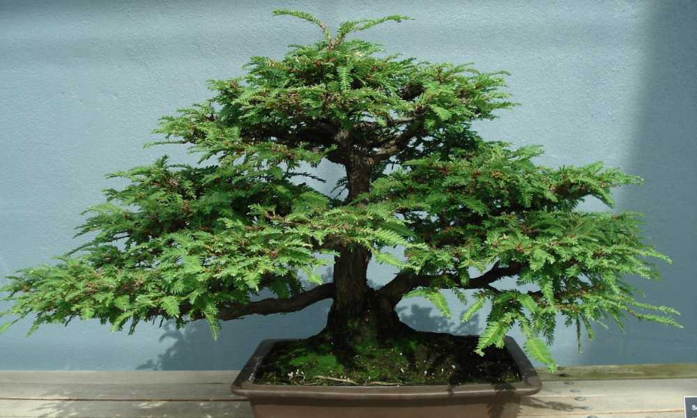 Redwood Bonsai