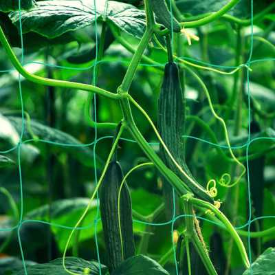  Trellis Netting For Climbing Plants 