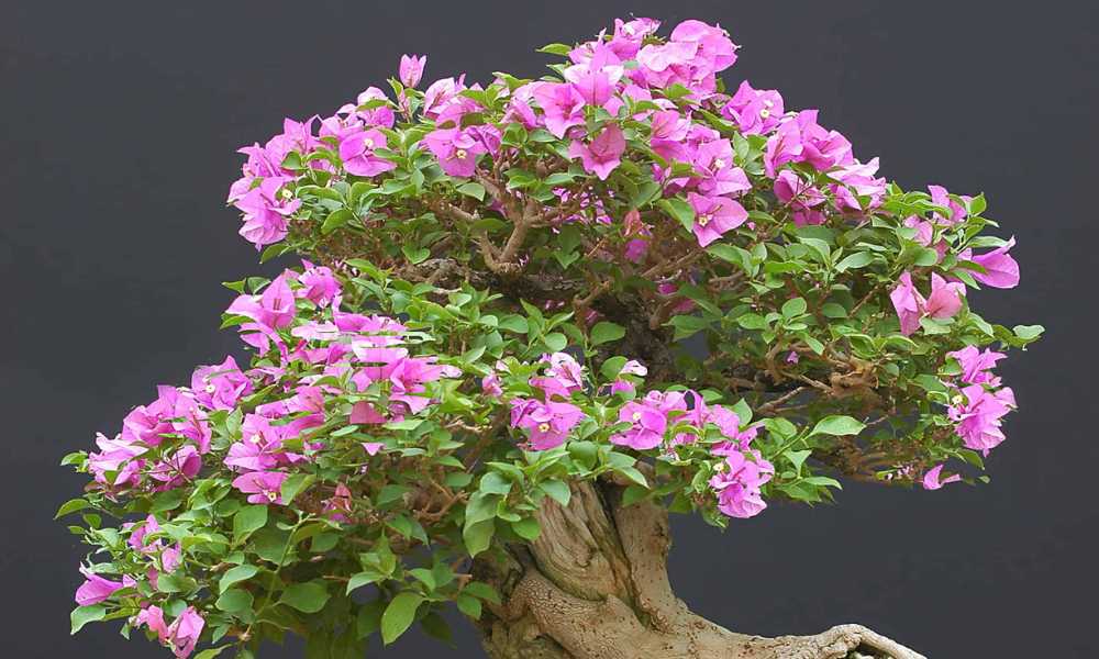 care guide for the bougainvillea bonsai tree